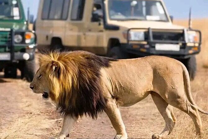 Day Trip Safari to Mikumi National Park - What We and Other Travelers Say