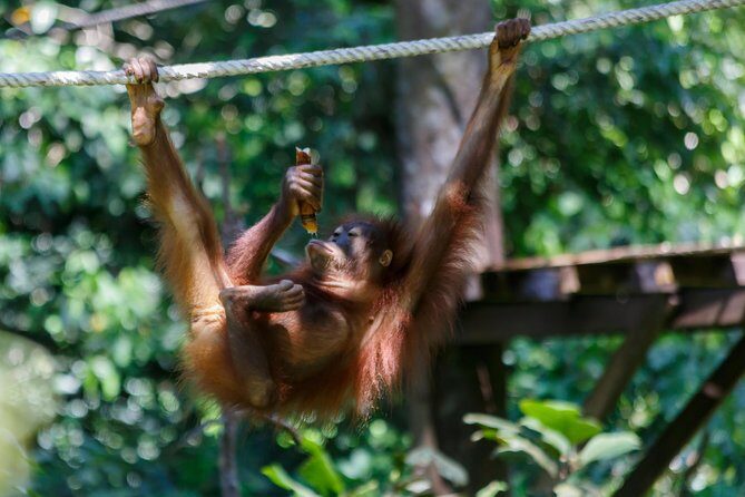 Day Trip Sepilok Orang Utan & Proboscis Monkey (Flight Excluded) - What Reviewers Say