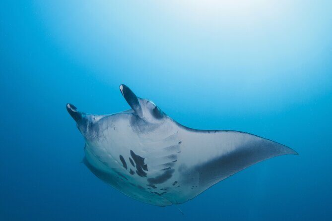 Day Trip snorkeling Nusa Penida - Manta 3 sites (from south bali) - Why Travelers Love This Tour
