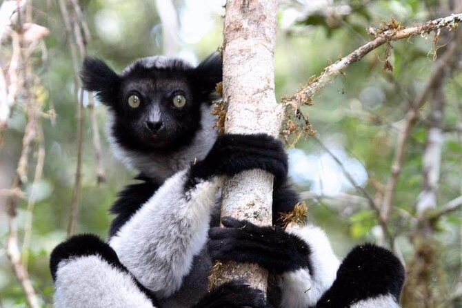 Day trip to Andasibe Lemurs - Key Points