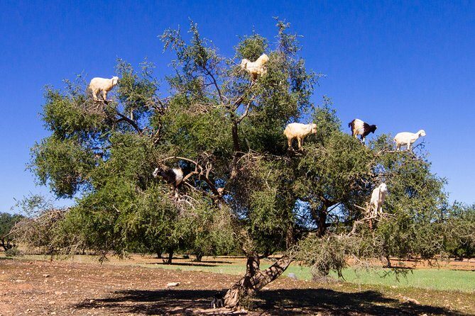 Day Trip To Essaouira MoGador and Argan Tress forests - What Makes This Tour Stand Out?
