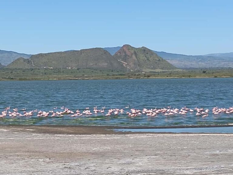 Day Trip to Lake Elementaita & Lake Naivasha from Nairobi - Transportation and Guides: Why They Matter