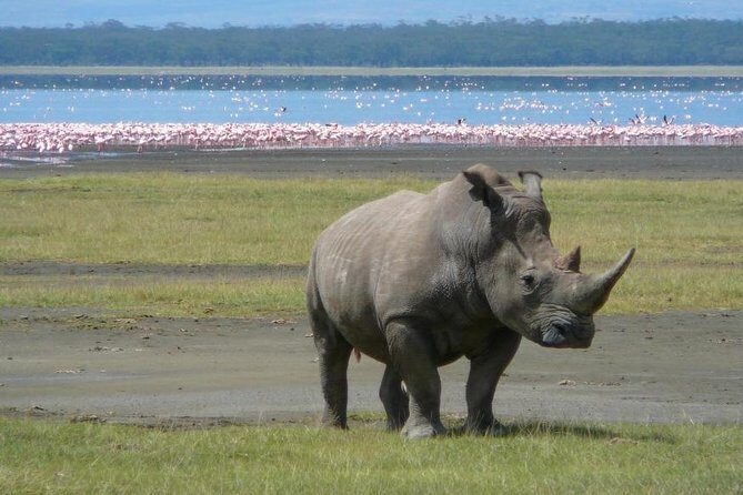 Day trip to lake Nakuru national park - What Makes This Tour Stand Out?