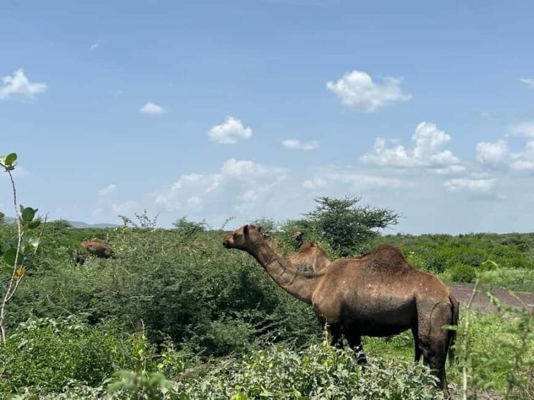 Day Trip to Melka Kunture, Adadi Maryam and Tiya - The Itinerary in Detail: Why Each Stop Matters