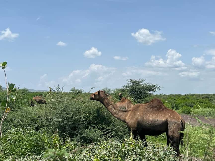 Day Trip to Melka Kunture, Adadi Maryam and Tiya - The Itinerary in Detail: Why Each Stop Matters