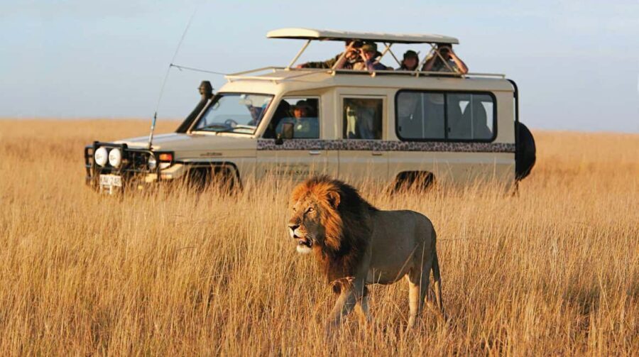 Day trip to mikumi national park adventure - Analyzing the Value and Practical Aspects