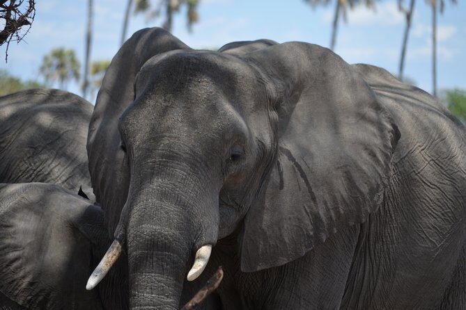 Day trip to Mikumi National Park from Dar es salaam - Transportation & Logistics