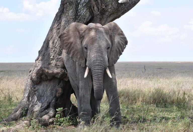 Day trip to mikumi park from Dar es salaam by luxury car - Who Should Consider This Tour?