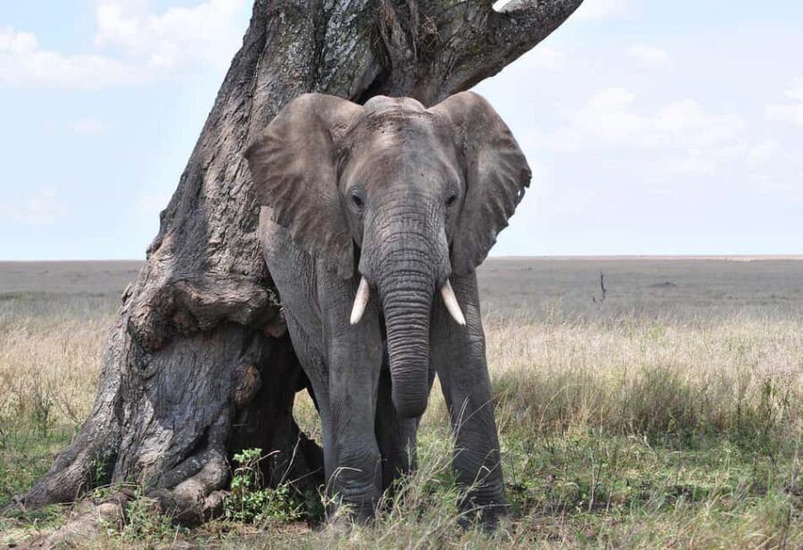 Day trip to mikumi park from Dar es salaam by luxury car - Who Should Consider This Tour?