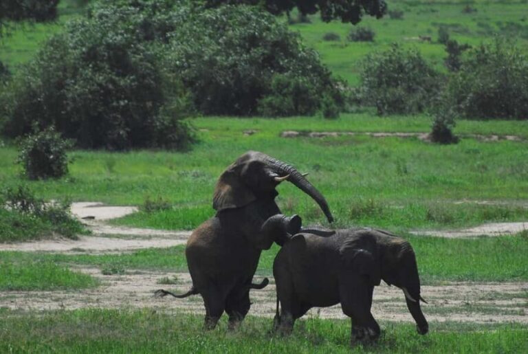Day trip to Ngorongoro Crater National Park from Arusha - What’s Included and Why It Matters