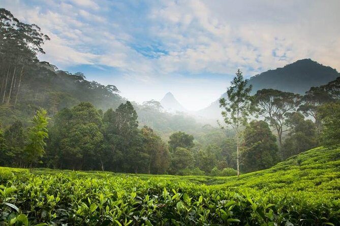 Day Trip to Nuwara Eliya with Kingfisher Tours - Who Is This Tour Best For?