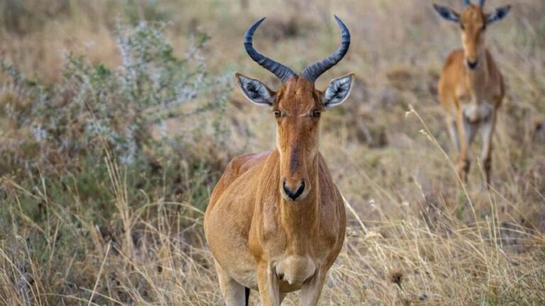 Day trip to Nyerere National Park from Dar-es-Salaam by car - What Makes This Tour Stand Out?
