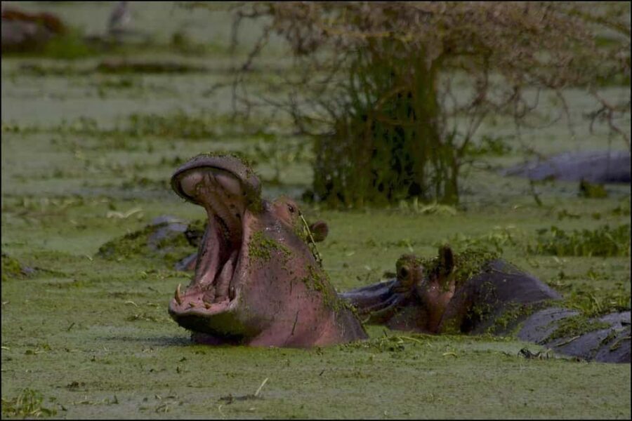 Day trip to Nyerere National Park from Zanzibar by flight - The Safari Itinerary: A Day in the Wild