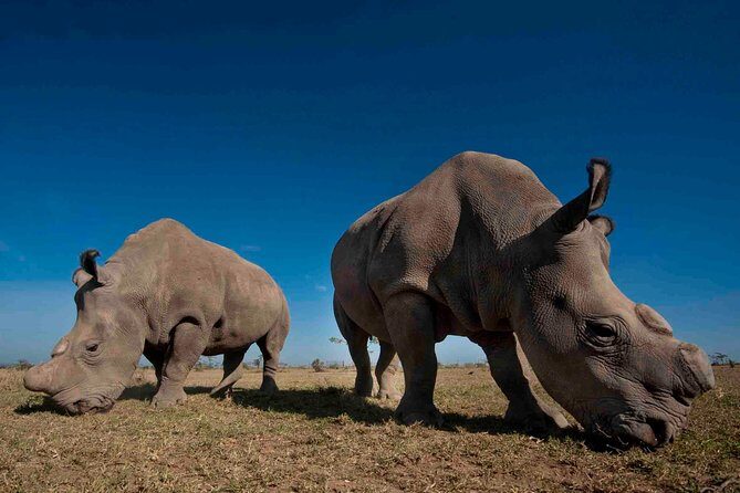 Day trip to Ol Pejeta conservancy from Nairobi - Authentic Encounters and Reviewer Insights
