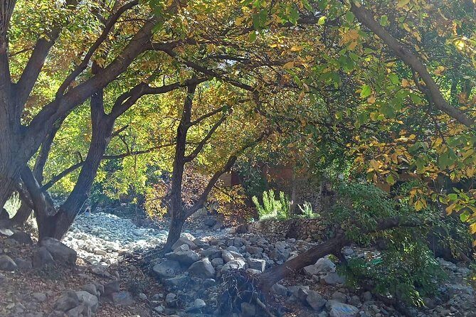 Day Trip to Ourika Valley and Atlas Mountains - Authentic Experiences and Guest Insights