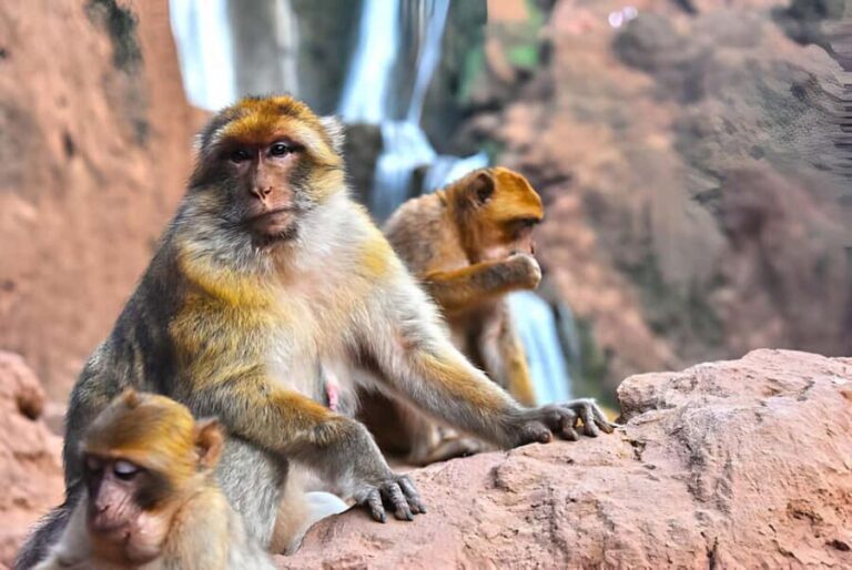 Day Trip To Ouzoud Waterfalls (Guide Hik & Boat option) - Exploring the Waterfalls and Surrounding Area