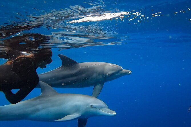 Day Trip to Ponta de Ouro Beach /Dolphin Swim+Snorkel+Whale Watch - Pricing and Value