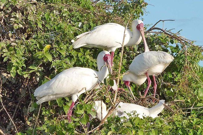Day Trip to Selous National Park from Zanzibar or Dar es salaam - The Practicalities