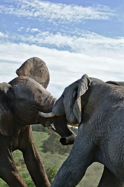 Day Trip to Tarangire National Park - Exploring the Itinerary: What You Can Expect