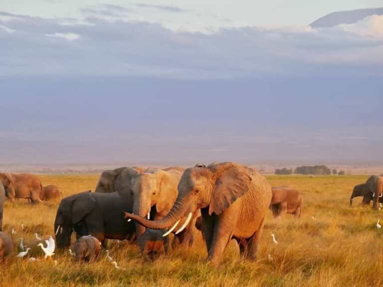 Day Trip to Tarangire National Park - How This Tour Fits into Your Tanzania Adventure