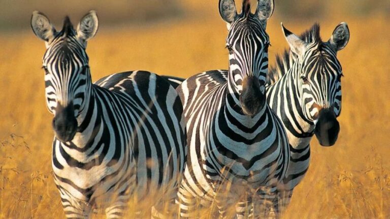 Day Trip to Tarangire National Park from Arusha - What’s Included and What’s Not