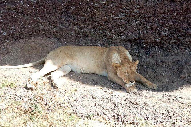 Day Trip to Tarangire National Park From Arusha / Kilimanjaro - Who Will Love This Tour?
