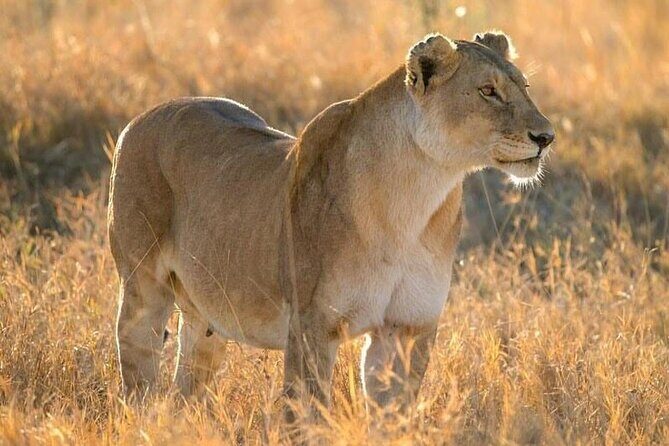 Day Trip To Tarangire National Park - Who Should Consider This Tour?