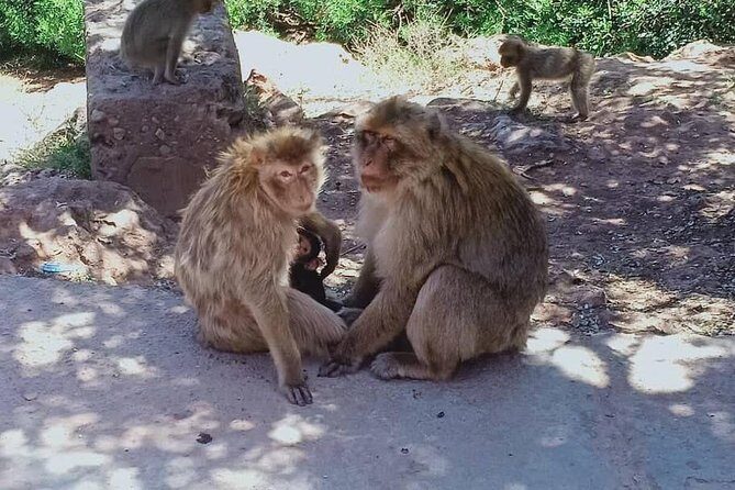 Day trip to the Ouzoud waterfalls. - Dining and Rest Opportunities