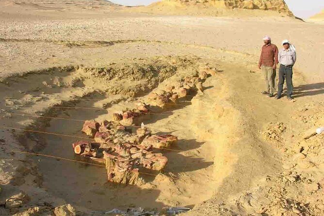 Day Trip to Valley of Whales from Cairo - Wadi El Hitan - Why Pick This Tour?