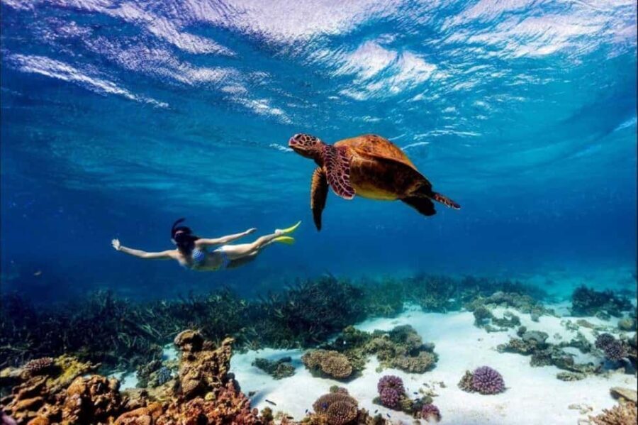 Day trip to Wasini islands from Diani - The Dhow Safari and Dolphin Encounters