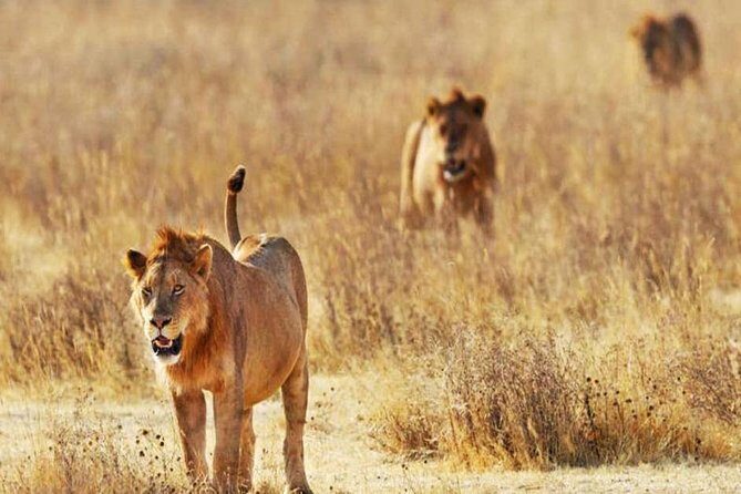 Day Trip - Tsavo East National Park ( Man Eater Lions of Tsavo & Other Big Five) - Authentic Encounters and Reviewer Insights