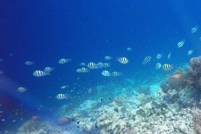 Day Trip Zanzibar: Snorkeling Dolphin Aquarium Turtles and Sunset - The Perfect Start: Mnemba Island Snorkeling