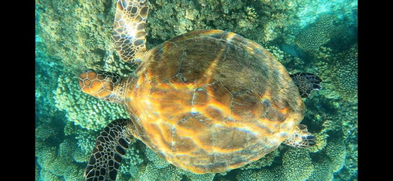 Daymaniyat Island: Snorkelling Tour with Tasty Lunch - The Sum Up