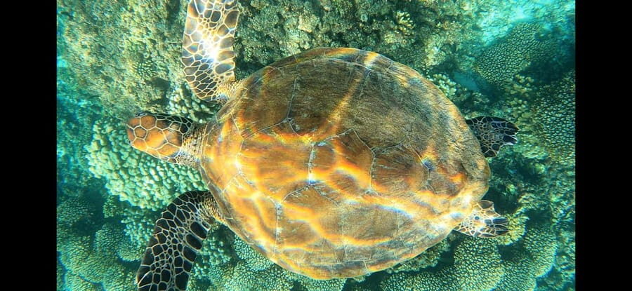 Daymaniyat Island: Snorkelling Tour with Tasty Lunch - The Sum Up