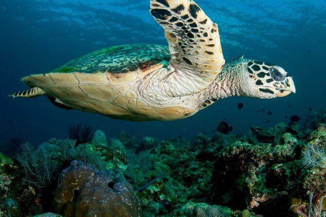 Daymaniyat Islands Oman Sharing Tour - What Makes This Tour Stand Out?