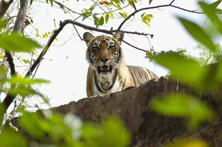 Delhi: 2-Day Jim Corbett Safari Adventure - What’s Included and How It Adds Value
