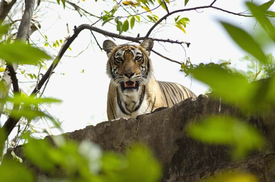 Delhi: 2-Day Jim Corbett Safari Adventure - What’s Included and How It Adds Value