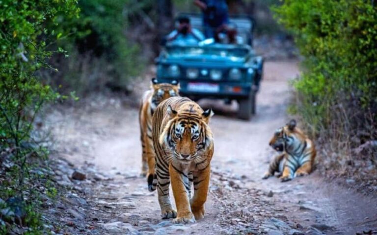 Delhi: 2-Day Ranthambore Safari Expedition with Car & Guide - Analyzing the Value: Price and Experience