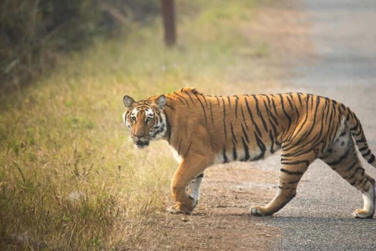 Delhi Agra Jaipur Golden Triangle Multiday trip with Safari - The Journey to Agra and the Iconic Taj Mahal