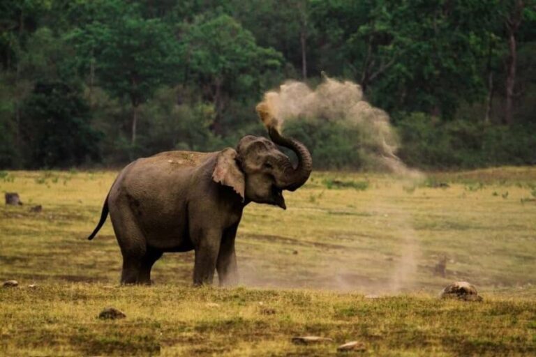 Delhi-Agra-Jaipur Golden Triangle Multiday trip with Safari - Who Should Consider This Tour?