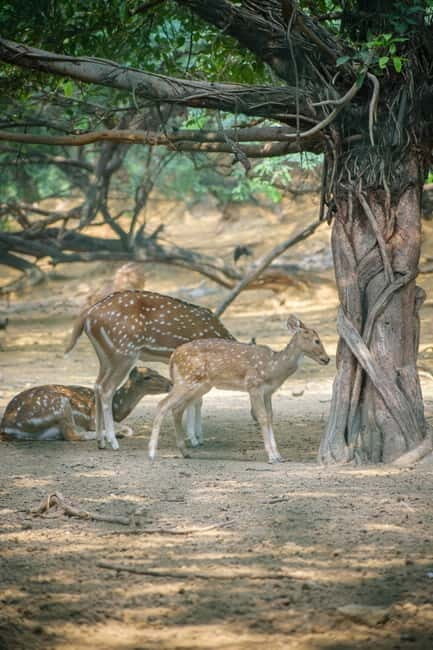 Delhi: Deer Park and Hauz Khas Village Walking Tour - Practical Details