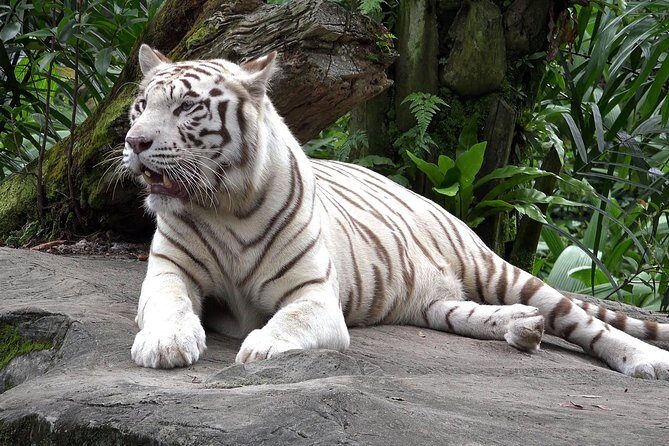 Delhi Zoo White Tigers & lions with Old Fort Visit - Deep Dive: The Itinerary in Detail