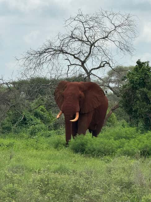 Diani: 5-Day Safari with Tsavo East National Park - Authenticity and Personal Experiences