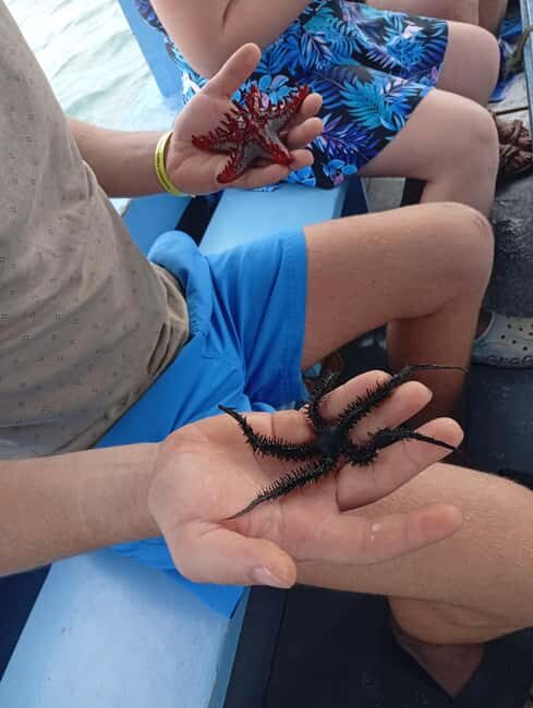 Diani Beach: Glass-Bottom Boat Cruise to Robinson Island - Key Points