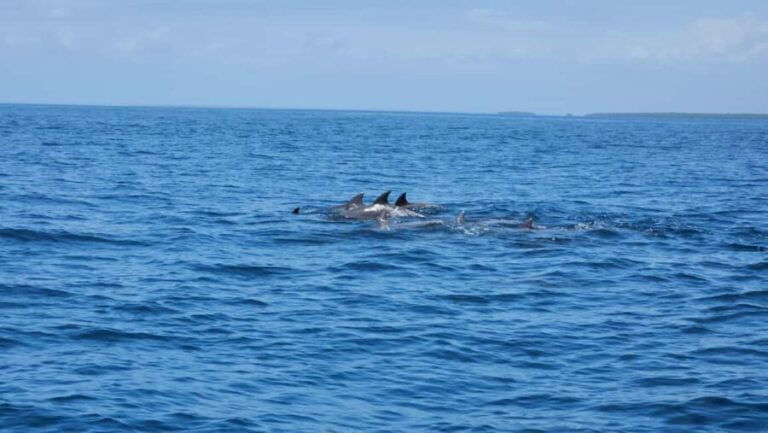 Diani: Wasini Island, Snorkeling & Shimoni Slave Caves Tour - Why This Tour Is a Wise Choice
