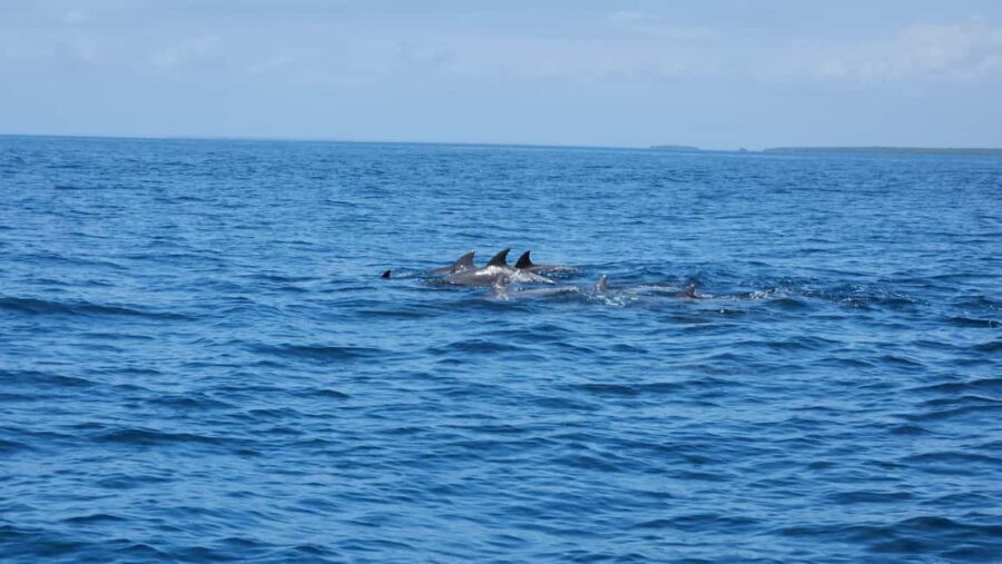Diani: Wasini Island, Snorkeling & Shimoni Slave Caves Tour - Why This Tour Is a Wise Choice