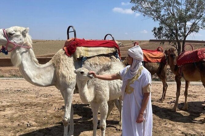 Dinner in Agafay Desert with sunset and camel Ride - A Detailed Look at the Experience