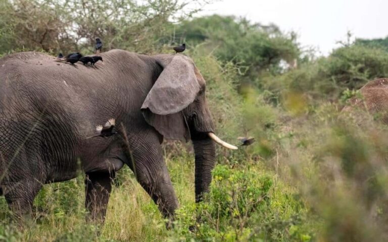 Discover A Best Guide For 1-Day Serengeti Safari From Mwanza - The Itinerary — What You Can Expect