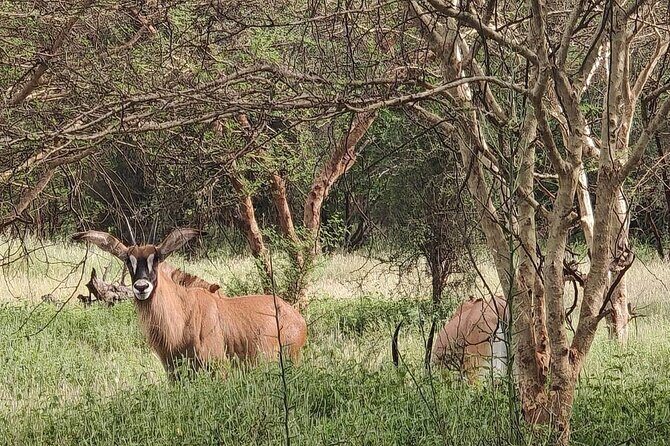 Discover Bandia Safari and The Lagoon of Somone - Why This Tour Works Well