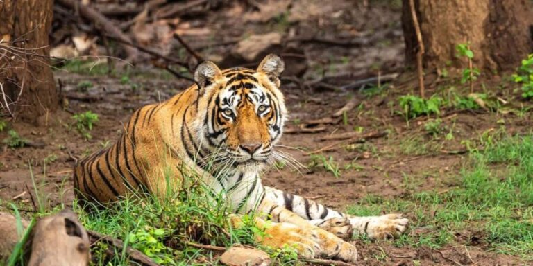 Discover Delhi, Agra & Tigers: 4-Day Ranthambore Tour - Final Thoughts